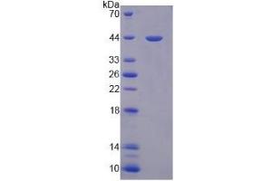 Image no. 1 for Paraoxonase 3 (PON3) (AA 2-354) protein (His tag) (ABIN4989756) (PON3 Protein (AA 2-354) (His tag))