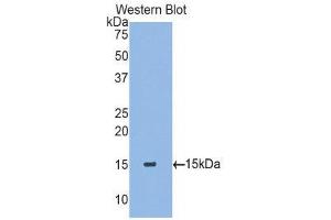 Western Blotting (WB) image for anti-Transforming Growth Factor, beta 2 (TGFB2) (AA 331-442) antibody (ABIN1078606) (TGFB2 anticorps  (AA 331-442))