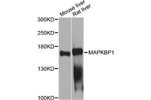Western blot analysis of extracts of various cell lines, using MAPKBP1 antibody (ABIN2650930) at 1:1000 dilution. (MAPKBP1 anticorps)