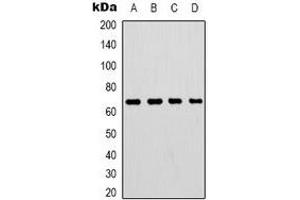 Western blot analysis of Lamin B1 expression in HepG2 (A), 293T (B), mouse brain (C), rat brain (D) whole cell lysates. (Lamin B1 anticorps)