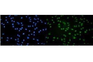 IF analysis of POLR2A using anti-POLR2A antibody (ABIN7599598). (POLR2A/RPB1 anticorps  (AA 10-321))
