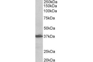 Biotinylated ABIN5539815 (0. (AIMP1 anticorps  (AA 137-149) (Biotin))
