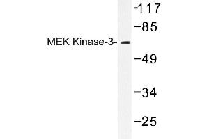 Image no. 1 for anti-Mitogen-Activated Protein Kinase Kinase 3 (MAP2K3) antibody (ABIN272249) (MAP2K3 anticorps)