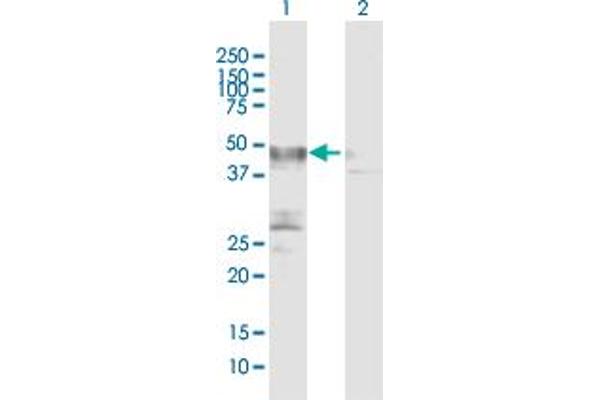 PLA1A antibody  (AA 1-456)