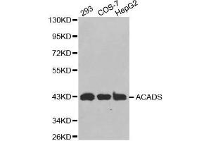 Western blot analysis of extracts of various cell lines, using ACADS antibody. (ACADS anticorps  (AA 1-260))