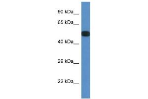 WB Suggested Anti-Ppp2r5e Antibody Titration: 1. (PPP2R5E anticorps  (N-Term))