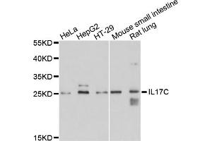 Western blot analysis of extracts of various cell lines, using IL17C antibody. (IL17C anticorps)