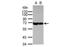 Image no. 1 for anti-Heat Shock 70kDa Protein 1A (HSPA1A) (AA 190-423) antibody (ABIN1498747) (HSP70 1A anticorps  (AA 190-423))