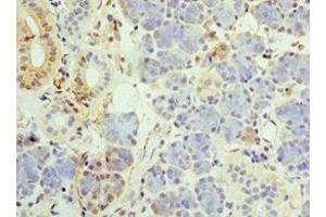 Immunohistochemistry of paraffin-embedded human pancreatic tissue using ABIN7159831 at dilution of 1:100