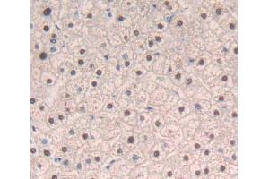 Used in DAB staining on fromalin fixed paraffin- embedded liver tissue (DIDO1 anticorps  (AA 258-455))