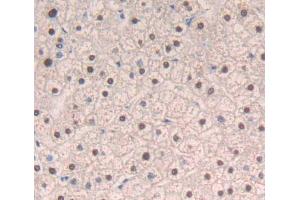 Used in DAB staining on fromalin fixed paraffin- embedded liver tissue (DIDO1 anticorps  (AA 258-455))