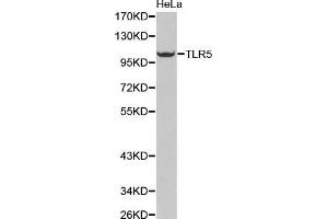 Western Blotting (WB) image for anti-Toll-Like Receptor 5 (TLR5) (AA 714-858) antibody (ABIN3022439) (TLR5 anticorps  (AA 714-858))