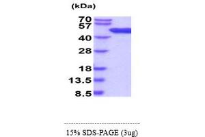 SDS-PAGE (SDS) image for Adenosine Kinase (ADK) (AA 1-361) (Active) protein (His tag) (ABIN6388126)