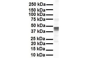 WB Suggested Anti-EEF1A1 antibody Titration: 1 ug/mL Sample Type: Human Hela