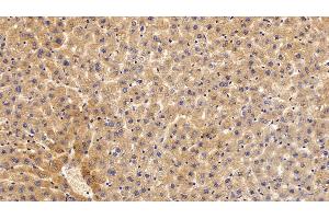 Detection of CYP1A1 in Rat Liver Tissue using Polyclonal Antibody to Cytochrome P450 1A1 (CYP1A1)