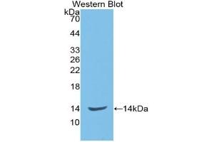 Detection of Recombinant ENG, Rat using Monoclonal Antibody to Endoglin (ENG)