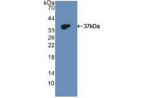 Western blot analysis of recombinant Human DUSP6.