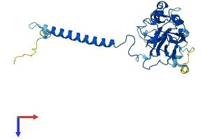 AlphaFold protein structure predicition of Mouse Recombinant Atp1b1 Protein, UniprotID P14094