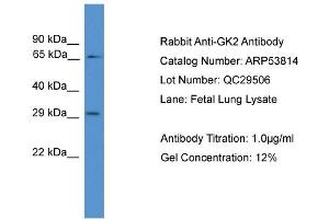 WB Suggested Anti-GK2  Antibody Titration: 0. (GK2 anticorps  (N-Term))