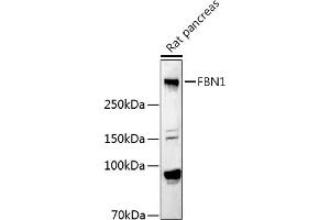 Western blot analysis of extracts of Rat pancreas, using FBN1 antibody (ABIN7267176) at 1:1000 dilution.