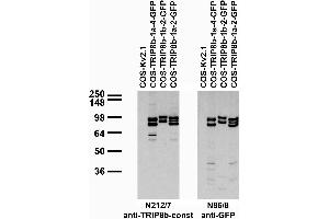 Transfected cell immunoblot: extracts of COS cells transiently transfected with GFP-tagged TRIP8b-1a-4, TRIP8b-1b-2, TRIP8b-1a-2 or untagged Kv2.