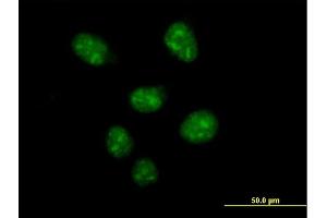 Immunofluorescence of purified MaxPab antibody to USF2 on HeLa cell. (USF2 anticorps  (AA 1-346))