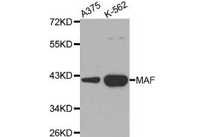 Western Blotting (WB) image for anti-V-Maf Musculoaponeurotic Fibrosarcoma Oncogene Homolog (Avian) (MAF) antibody (ABIN1873583) (MAF anticorps)
