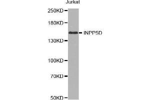 INPP5D anticorps  (AA 959-1188)