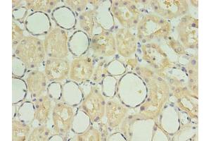 Immunohistochemistry of paraffin-embedded human kidney tissue using ABIN7170829 at dilution of 1:100 (SDF2 anticorps  (AA 19-211))