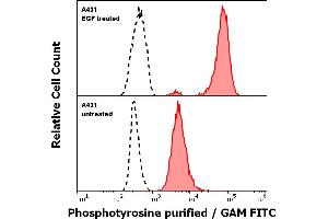 Anti-Phosphotyrosine purified antibody (clone P-Tyr-01) Specificity Verification by Flow Cytometry Anti-Phosphotyrosine purified antibody (concentration in sample 2 μg/mL, GAM FITC, red-filled histogram) binds specifically to surface phosphotyrosines in EGF treated A431 cells (upper panel), but not to the untreated A431 cells (lower panel). (Phosphotyrosine anticorps)