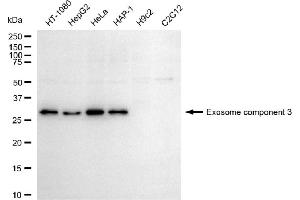 Western blotting analysis using exosome component 3 antibody (ABIN7798548). (EXOSC3 anticorps)