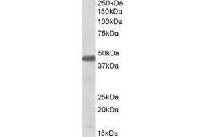 Western Blotting (WB) image for anti-Pre-B-Cell Leukemia Homeobox Protein 1 (PBX1) (Internal Region) antibody (ABIN2464673) (PBX1 anticorps  (Internal Region))