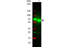 Western Blot of Texas Conjugated Goat Anti-Rat IgA (Alpha chain) Secondary Antibody. (Chèvre anti-Rat IgA (Heavy Chain) Anticorps (Texas Red (TR)) - Preadsorbed)