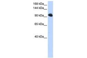 Image no. 1 for anti-Splicing Factor, Suppressor of White-Apricot Homolog (SFSWAP) (AA 36-85) antibody (ABIN6740677) (SFRS8 anticorps  (AA 36-85))