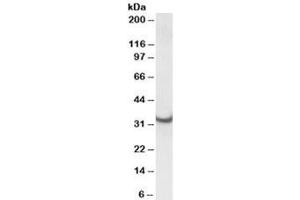 Western blot testing of rat heart lysate with ATP5C1 antibody at 0. (ATP5C1 anticorps)