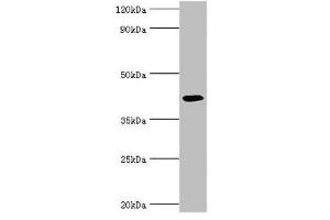 Western blot All lanes: Alkylated DNA repair protein alkB homolog 1 antibody at 9 μg/mL + Mouse kidney tissue Secondary Goat polyclonal to rabbit IgG at 1/10000 dilution Predicted band size: 44 kDa Observed band size: 44 kDa (ALKBH1 anticorps  (AA 110-389))