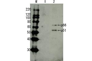 Western Blotting (WB) image for anti-HIV-1 Reverse Transcriptase (HIV1RT) (full length) antibody (ABIN2452030) (HIV1RT anticorps  (full length))