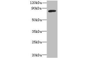 Western blot All lanes: PBXIP1 antibody at 4 μg/mL + A549 whole cell lysate Secondary Goat polyclonal to rabbit IgG at 1/10000 dilution Predicted band size: 81, 78, 73 kDa Observed band size: 81 kDa (PBXIP1 anticorps  (AA 361-600))