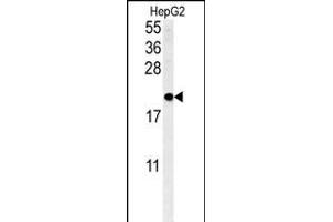 SFT2D3 Antibody (N-term)&65288,Cat(ABIN651461 and ABIN2840253)&65289,western blot analysis in HepG2 cell line lysates (35 μg/lane).