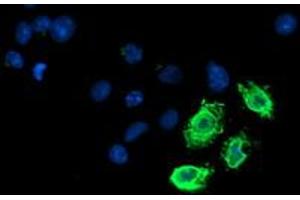 Immunofluorescence (IF) image for anti-Lipoprotein Lipase (LPL) (AA 28-475) antibody (ABIN1491319) (Lipoprotein Lipase anticorps  (AA 28-475))