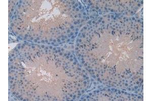 Detection of CXCL7 in Mouse Testis Tissue using Polyclonal Antibody to Chemokine (C-X-C motif) ligand 7 ( CXCL7) (CXCL7 anticorps  (AA 40-113))