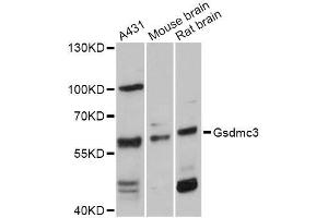 Western blot analysis of extracts of various cell lines, using GSDMC Antibody (ABIN5997854) at 1:3000 dilution. (Gasdermin C3 anticorps)