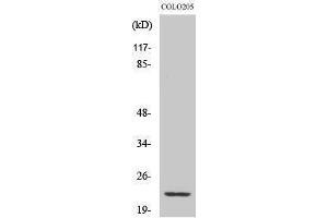 Western Blotting (WB) image for anti-NADH Dehydrogenase (Ubiquinone) 1 beta Subcomplex, 9, 22kDa (NDUFB9) (Internal Region) antibody (ABIN6285120)