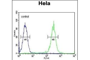 RAD26 Antibody (N-term) (ABIN654126 and ABIN2844001) flow cytometric analysis of Hela cells (right histogram) compared to a negative control cell (left histogram). (ERCC6 anticorps  (N-Term))