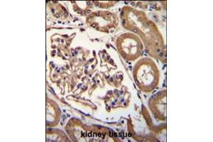ENPEP Antibody immunohistochemistry analysis in formalin fixed and paraffin embedded human kidney tissue followed by peroxidase conjugation of the secondary antibody and DAB staining. (ENPEP anticorps  (C-Term))