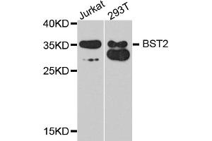 Western blot analysis of extracts of various cell lines, using BST2 antibody (ABIN1871361) at 1:1000 dilution. (BST2 anticorps)