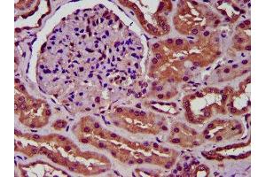 IHC image of ABIN7169994 diluted at 1:300 and staining in paraffin-embedded human kidney tissue performed on a Leica BondTM system.