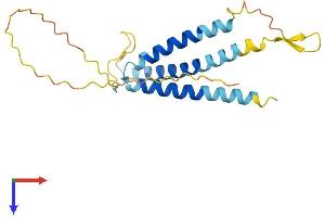 AlphaFold protein structure predicition of Mouse Recombinant Slc31a1 Protein, UniprotID Q8K211