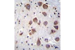 Immunohistochemistry analysis in formalin fixed and paraffin embedded human brain tissue reacted with PDE1B Antibody (C-term) followed by peroxidase conjugation of the secondary antibody and DAB staining.