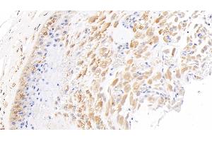 Detection of NODAL in Human Placenta Tissue using Polyclonal Antibody to Nodal Homolog (NODAL) (Nodal anticorps  (AA 27-347))